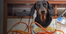 children and pet safety 1x